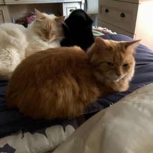 Meet your Posher, Lauri